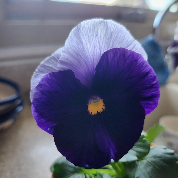 Meet your Posher, Posh - Picture 1 of 1